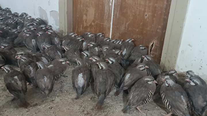 کبک