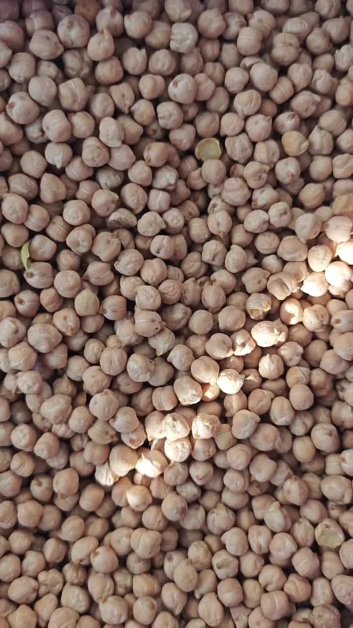 فروش نخود روسی